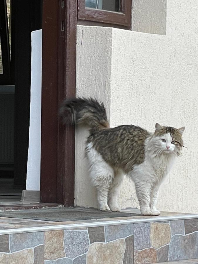 Casa Lupilor Villa Căpăţîneni-Ungureni Exterior foto